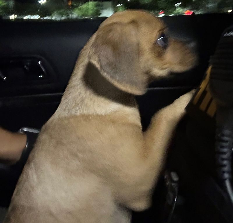 This 5-month-old puppy tested positive for cocaine. Its owner faces animal cruelty charges.