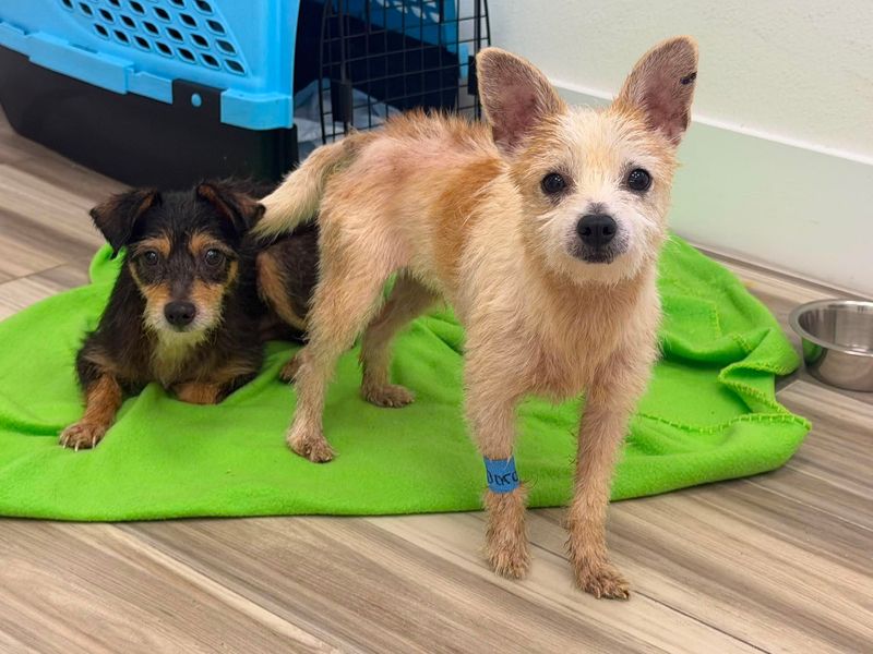 Here are two of the 19 chihuahuas rescued after being abandoned on a rural St. Johns County road.