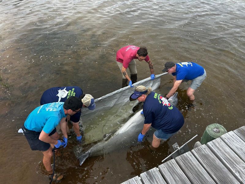 A team from the Florida Panhandle Marine Institute recovers a stranded dolphin.