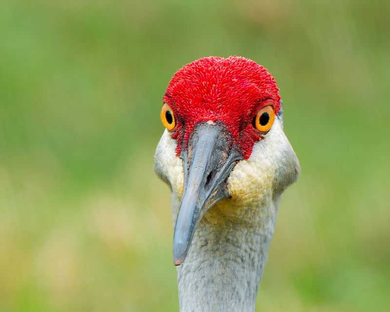 Linda Normoyle had an eye-to-eye moment with this sandhill crane at Harns Marsh in Fort Myers. Taken with a Sony RX10 IV.