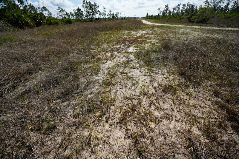 Scenes from Corkscrew Regional Ecosystem Watershed Flint Pen Strand Trails in Bonita Springs on Thursday, May 7, 2026. As the drought in SWFL persists, dry lands are visible throughout the landscape.