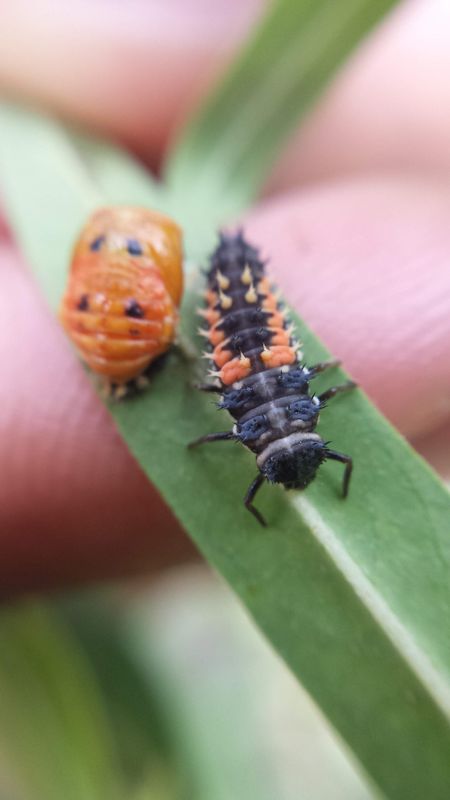 Ladybugs and their larvae are voracious predators of pest insects. This photo is of the larva and pupa stage of a ladybug.