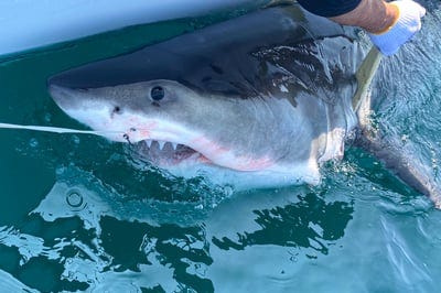 Percy is a sub-adult male great white shark that spans 9 feet and 9 ninches and weighs 432 pounds.