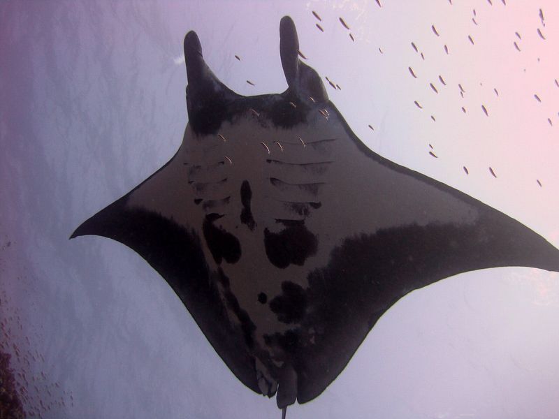 The Florida Fish and Wildlife Conservation Commission will no longer allow open permitting for the capture of ESA-threatened marine species in Florida waters for public display and exhibition purposes.