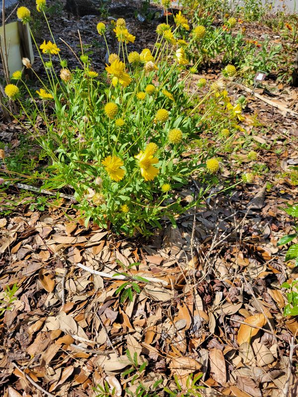 Thinking about using leaves as mulch? Whole oak leaves take a long time to break down, so mow them first.