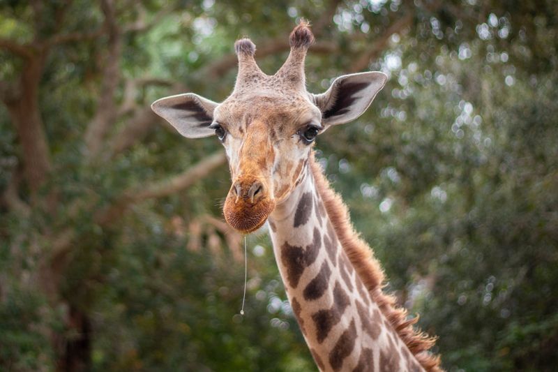 Brevard Zoo is mourning the passing of a 9-year-old giraffe, named Floyd. The zoo had to euthanize the animal after it had a long history of health problems.