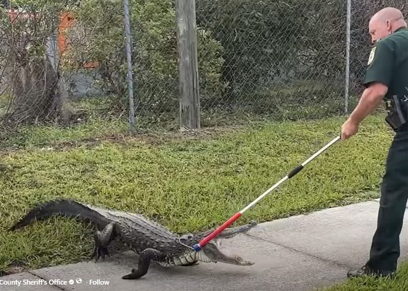 An Osceola County Sheriff's deputy wrangles an alligator near some local businesses on Thursday, May 14, 2026.
