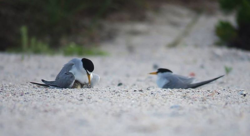 Audubon Florida is calling on revelers to make beaches safer for beach-bird babies by avoiding their nesting areas during this busy holiday weekend and throughout the summer.