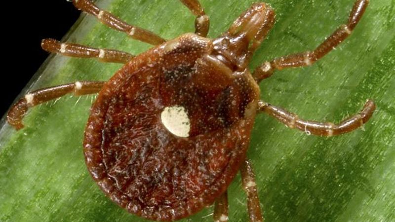 Lone star tick.