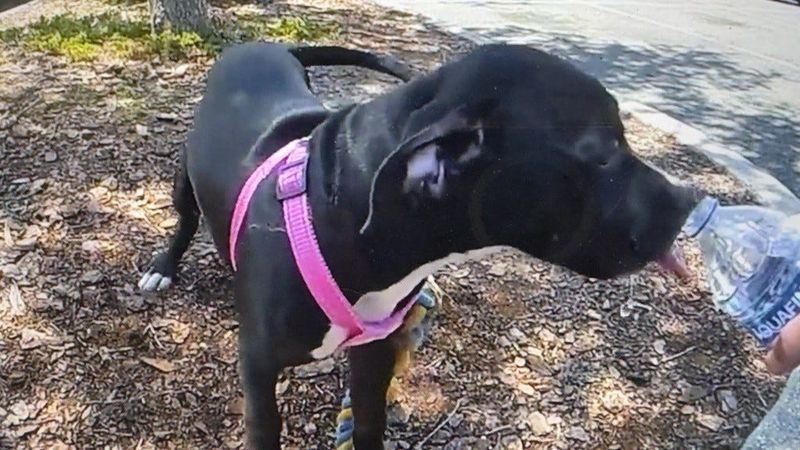 A lab mix puppy lapped up water given to her by Lady Lake Police after officers rescued her from a hot car on Saturday, May 16, 2026. Her owner was arrested for animal cruelty.