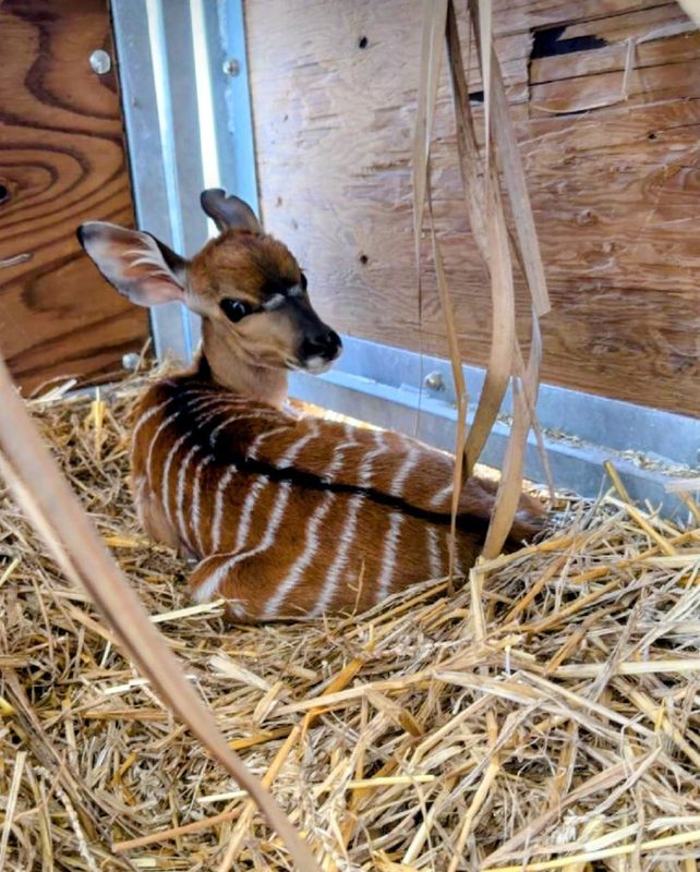 A female nyala calf was born at ZooTampa May 6, 2026, to first-time mother Macy and father Barry. The calf weighed 6.3 pounds.