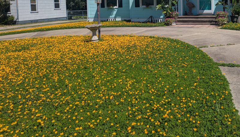 A thriving perennial peanut lawn in Jacksonville.