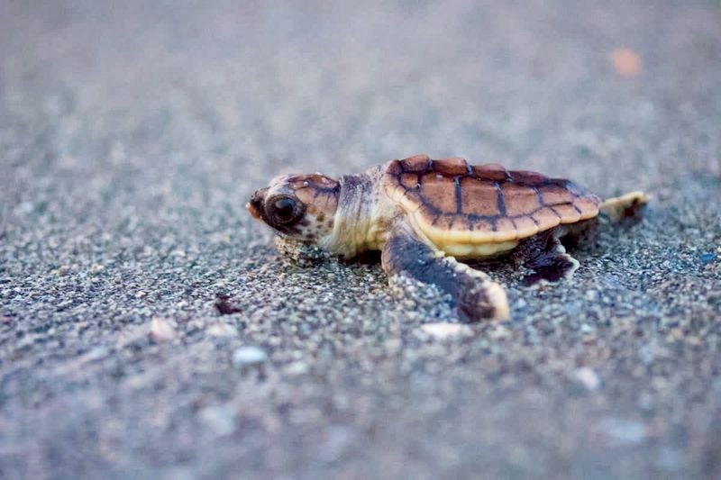 The presence of loggerhead sea turtle hatchlings like this one has become more commonplace in Longboat Key, where nature volunteers recorded nearly 1,500 sea turtle nests in 2025.