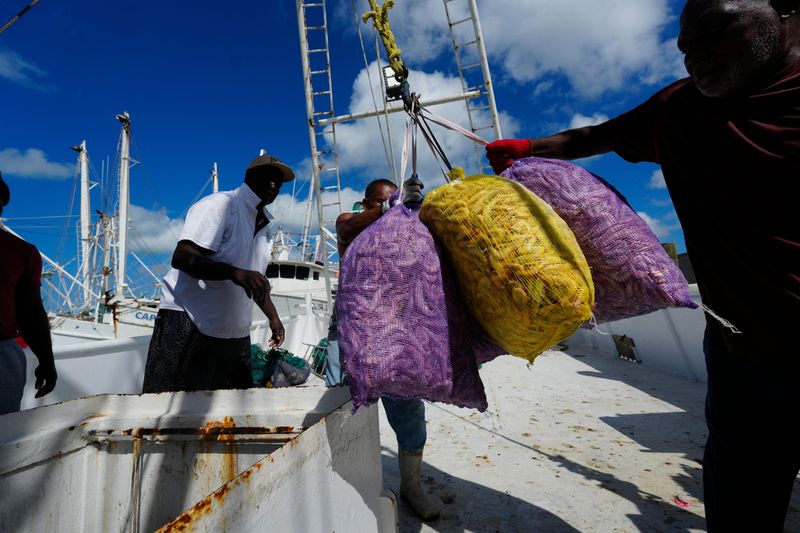 A shrimp boat is unloaded at Erickson & Jensen Seafood on Fort Myers Beach on Tuesday, May 19, 2026. High fuel prices are affecting the shrimp fleet. While boats are still shrimping, captains are having to adjust. Some are breaking even, while others are waiting for fuel prices to go back down before returning to the Gulf to go shrimping.