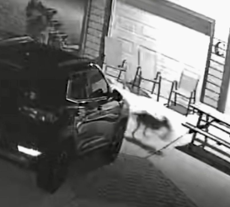 Home surveillance video shows a coyote snatching Domino the chihuahua from a Port Orange home.