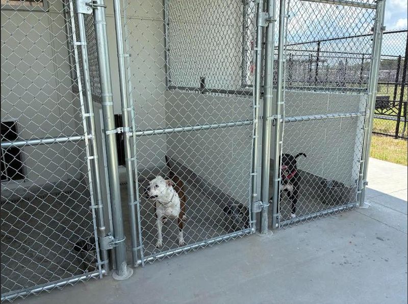 A look at the kennels at the new Marion County Animal Shelter on May 21, 2026.