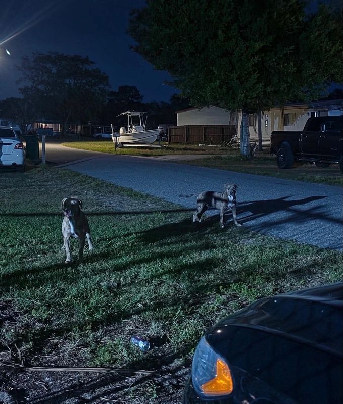 Sharpes resident Dominica Midkiff alleges that the dogs pictured are the ones which attacked Jodi Cowan on May 19. Cowan, 50, died from her injuries.