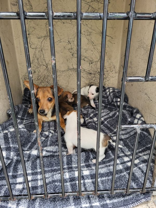 These are some of the 51 dogs seized from a Palm Coast home on May 18 where the owner also was arrested on animal cruelty charges