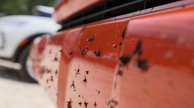 Lovebugs splatter truck paint on the way to the super regional game of the NCAA Division 1 softball championship at Katie Seashole Pressly Stadium in Gainesville, FL on Friday, May 22, 2026. [Alan Youngblood/Gainesville Sun]