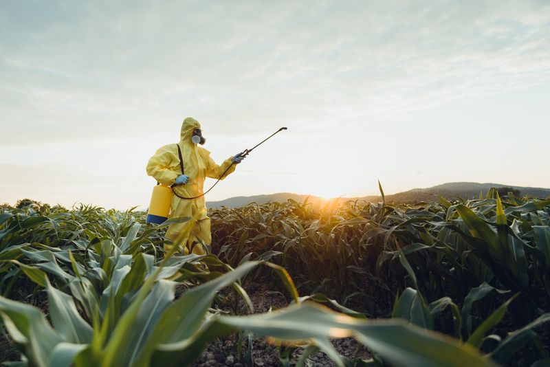 Worker spraying toxic pesticides or insecticides on corn plantation.