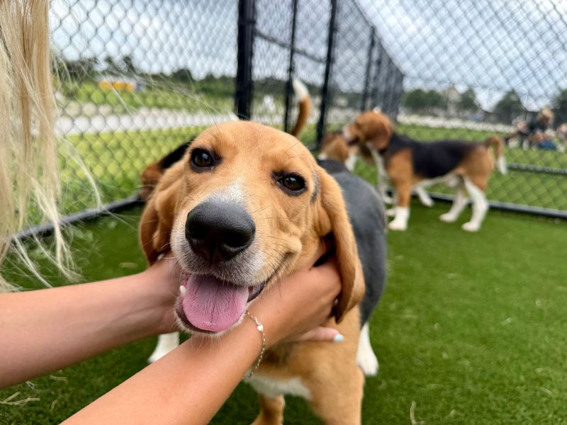One of the 343 beagles Big Dog Ranch Rescue helped rescue from a Wisconsin testing laboratory. The beagles are being readied for adoption. The Loxahatchee-based rescue has received adoption requests from 6,000 applicants.