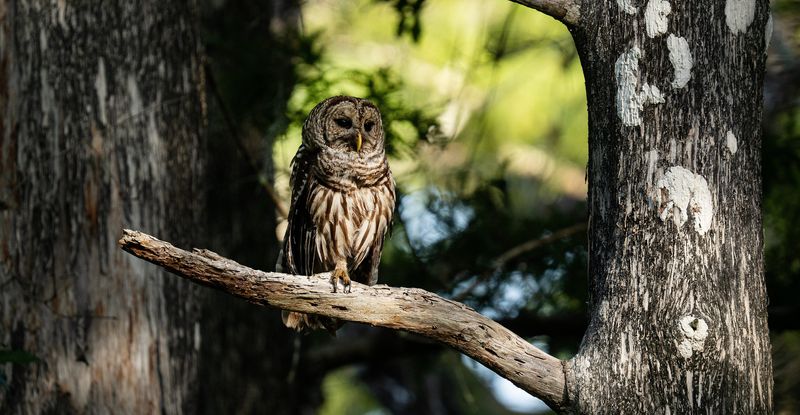 A barred owl perches on a bald cypress trees at Big Cypress Bend Boardwalk in Fakahatchee Strand on Tuesday, May 26, 2026. The Fakahatchee Strand is part of the Everglades system.