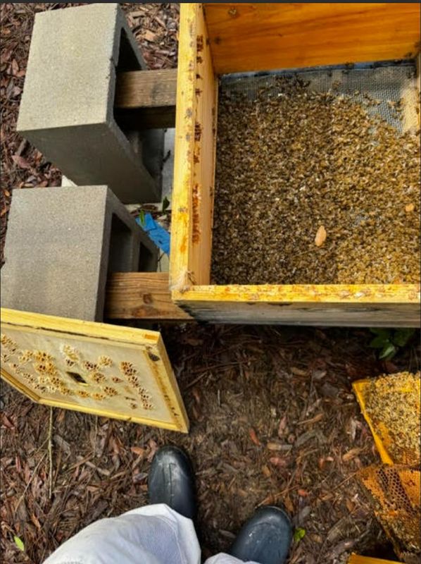 Dead bees by the hundreds lie outside of a hive belonging to Melissa Kalil, who says chemicals were the cause of thousands of pollinator deaths