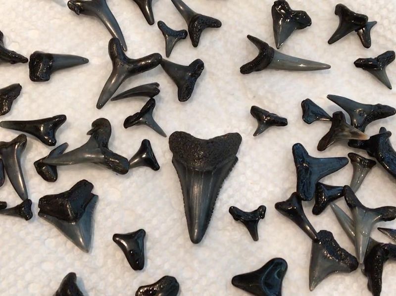 This is a collection of fossilized shark teeth collected at Ponte Vedra Beach on April 27, 2018.