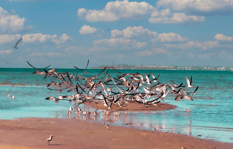 Gail Campbell calls this one “Summer Begins at Bunche Beach.” Taken with a Canon R5, 100-500mm lens.