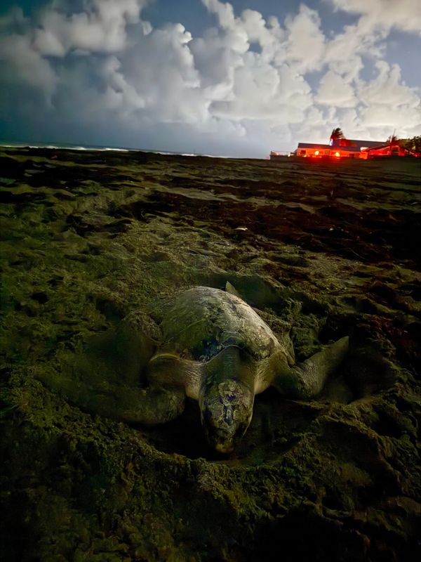 The first-ever olive ridley sea turtle nested in Florida on Monday, May 18, 2026. Loggerhead Marinelife Center researchers witnessed the sea turtle, named 'Tini,' nested on Jupiter Beach.