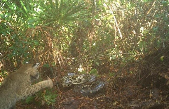 A bobcat in Big Cypress National Preserve takes a swipe at a female Burmese python on its nest in 2021. The bobcat had previously snacked on the python's eggs when the female left the nest temporarily.