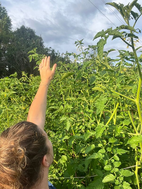 Angela Zingale reaches up to her 10-foot Sungold tomato plants at her Long Live Farm. Photo / Long Live Farm