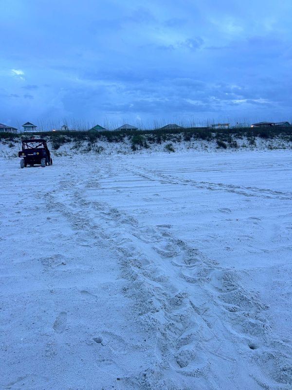 Five nests were discovered on Pensacola Beach by Escambia County Sea Turtle Patrol volunteers in recent days.