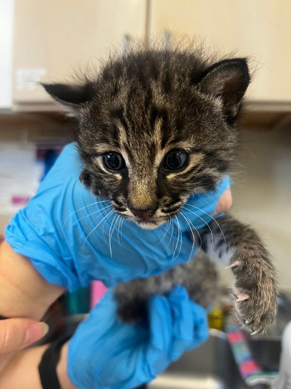 A bobcat was rescued by a volunteer firefighter in the Bayshore community and taken to the Clinic for the Rehabilitation of Wildlife, or CROW, on Sanibel.