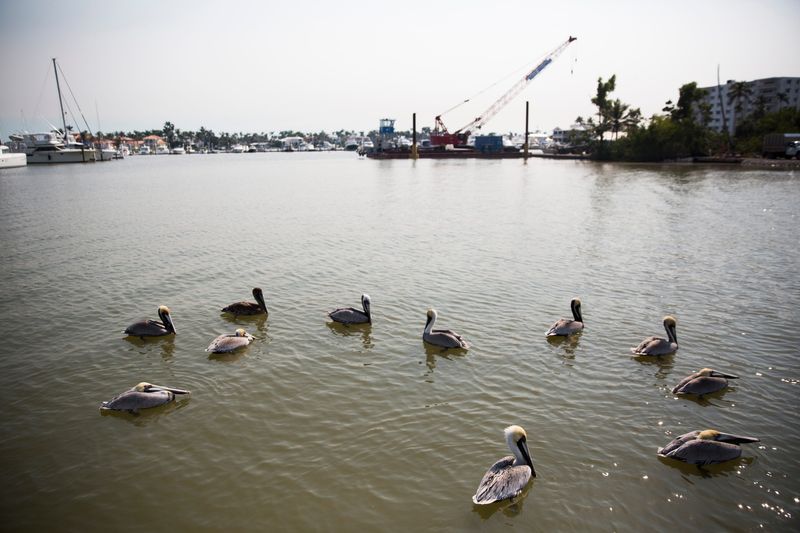 Pelicans swim near the dock on March 5, 2018, at the Naples City Dock in Crayton Cove.
