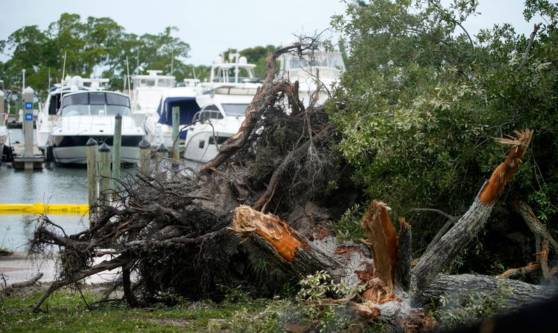 Contractors working for the City of Sarasota on Weds. June 3, 2026, were hauling away trees that had been cut down at Bayfront Park. Workers have removed trees between the marina and the parking lot, and around the Unconditional Surrender statue.