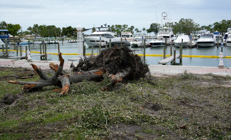 The City of Sarasota says the removal of 11 mature trees at Bayfront Park was necessary due to project to replace 1,500 feet of seawall. Phase 1 of that project included those trees with roots that would interfere with a dead-man tie back system. Phase 2 of the project will require removal of another 19 trees.