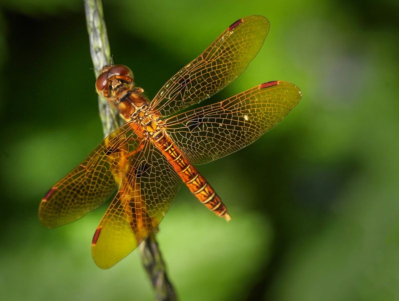 A red dragonfly hovered on some Porter weed in a Cocoa Beach butterfly garden recently. The hot, wet summer forecast is expected to bring more insects to Florida. But dragonflies can help eat back the mosquito threat.