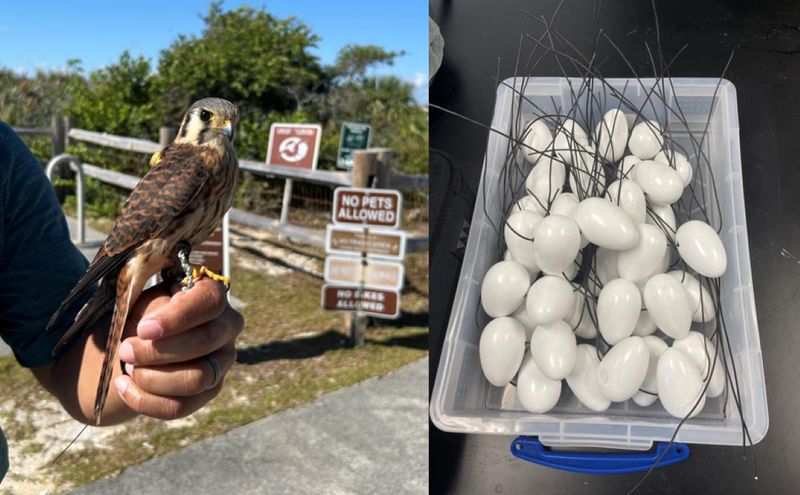 American kestrel (left) trained to capture invasive lizards next to a container of fake eggs used in live trapping in 2025 of black and white tegu.