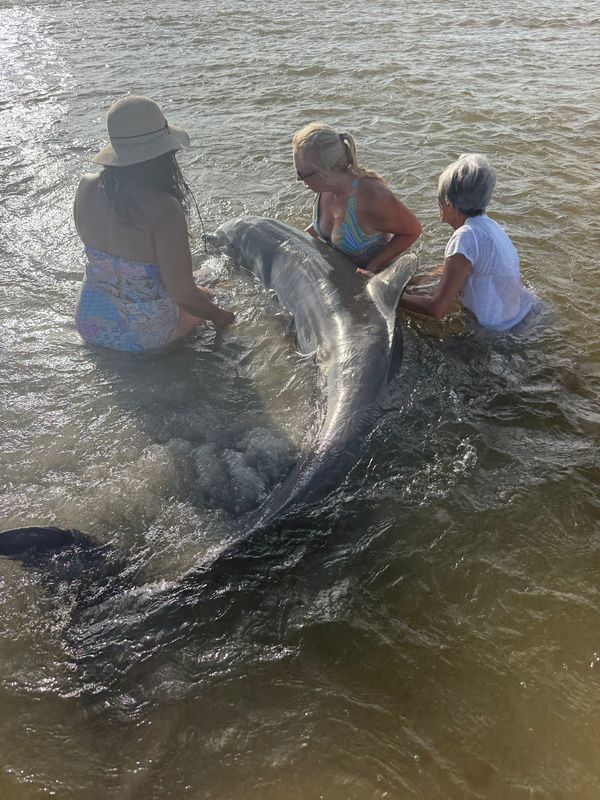 Three women assisted a dolphin stranded around 6:45 p.m. Monday, June 15, 2026 in shallow water at Clam Pass in Naples.