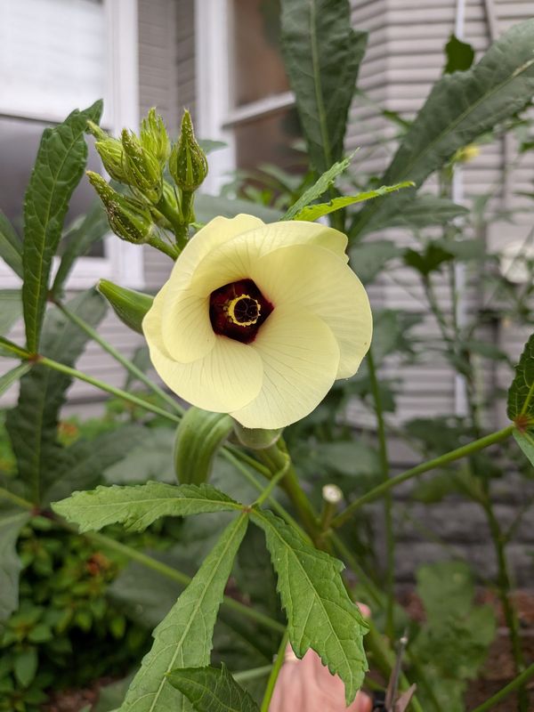 'Clemson Spineless' okra blossom.