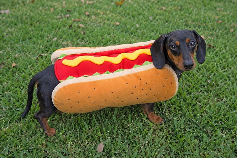Wiener dogs of two kinds, hot dogs and dachshunds, will be represented at Hot Dog Day at The Bazaar on Apricot & Lime in Sarasota on Saturday.