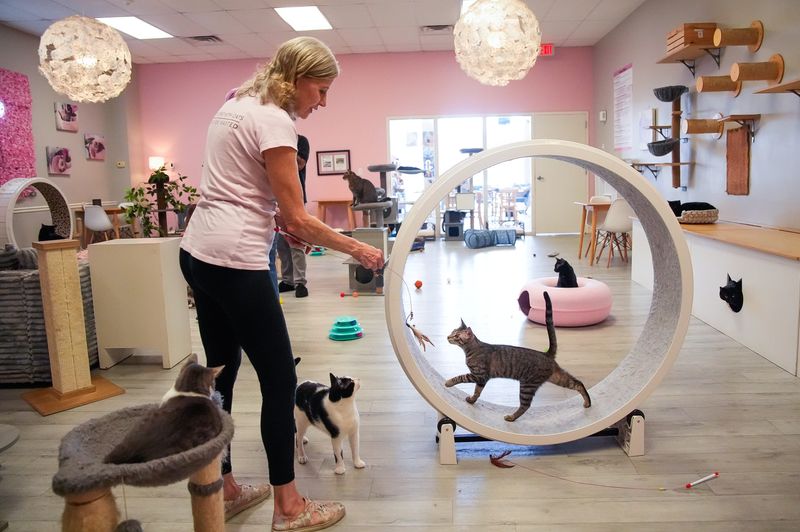 Carla Forrest, founder and owner of the Frisky Cat Cafe, 1092 S. Ponce De Leon Blvd. in St. Augustine, Fla., coaxes Tobey to walk in the cat wheel in the cafe's main car lounge.