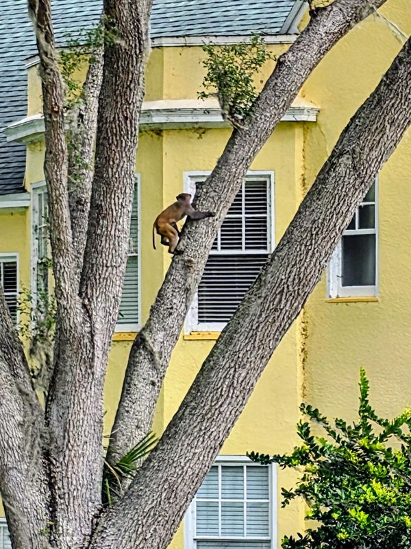 Rhesus macaque spotted climbing a tree by Lakeside Inn in Mount Dora on June 19, 2026.