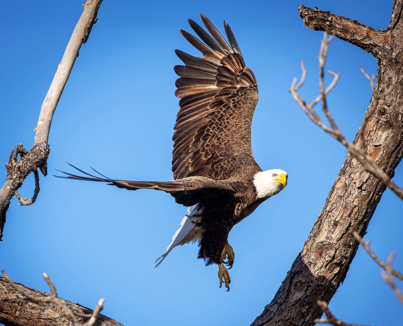 Eagle M-15, near the nest off Pine Island Road, Fort Myers.