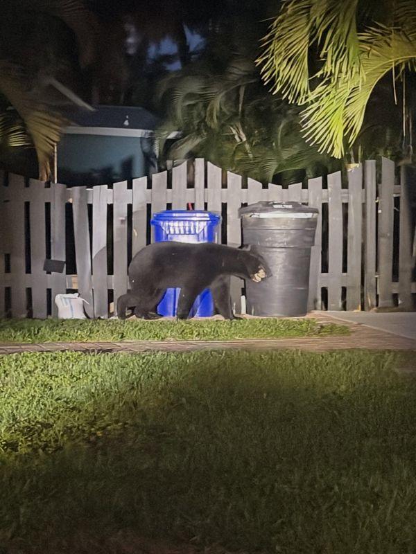Fort Myers police responded to calls about a bear roaming the Evans Avenue area of Fort Myers the night of Friday, June 19.