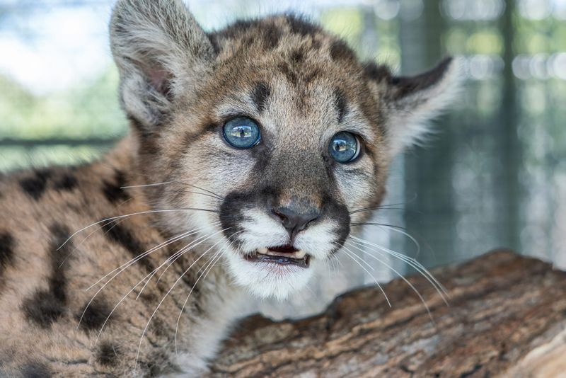 The Naples Zoo at Caribbean Gardens reported healthy recovery for a rescued Florida panther kitten. The kitten, named Peppercorn by zoo staff, was rescued by the Florida Fish and Wildlife Conservation Commission on March 9, 2026. (Photo by Blake W. Smith)