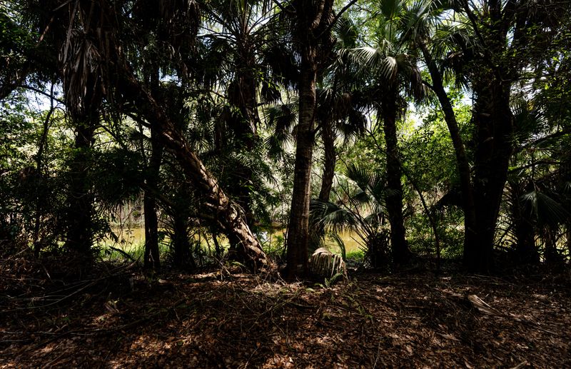 An area of Audubon's Corkscrew Swamp Sanctuary in Collier County is documented on Tuesday, June 23, 2026.  The Kingston development that sits just north of the famous swamp has proposed a hurricane evacuation route that would slice through parts of the swamp. These photos depict the areas that are close to, or may be impacted if the route is approved and built.