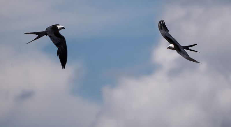 Swallow tail kites soar over   Audubon's Corkscrew Swamp Sanctuary in Collier County on Tuesday, June 23, 2026.  The Kingston development that sits just north of the famous swamp has proposed a hurricane evacuation route that would slice through parts of the swamp. These photos depict the areas that are close to, or may be impacted if the route is approved and built.