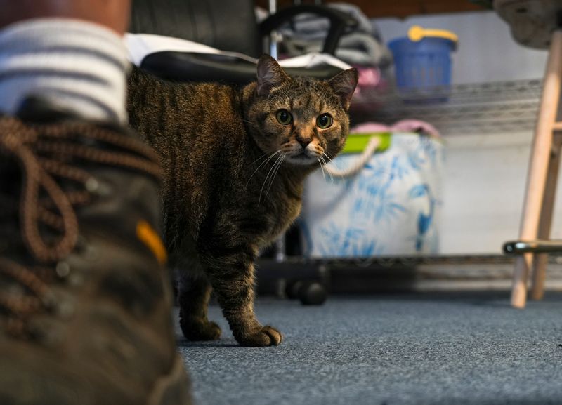 For the Love of Paws has been growing since its inception in 2013. The animal shelter that started as a commemoration of owner Ted Pankiewicz Jr.’s late wife, Jessica Pankiewicz, first expanded in 2014 with a meals-on-wheels program. The animal food pantry program grew to provide between 10,000 and 15,000 pounds of pet food monthly to 16 different food banks across Indian River County.